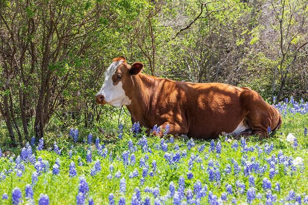 Wilson, Emily M. 아티스트의 Johnson City-Texas-USA-Cow in bluebonnet wildflowers in the Texas Hill Country작품입니다.